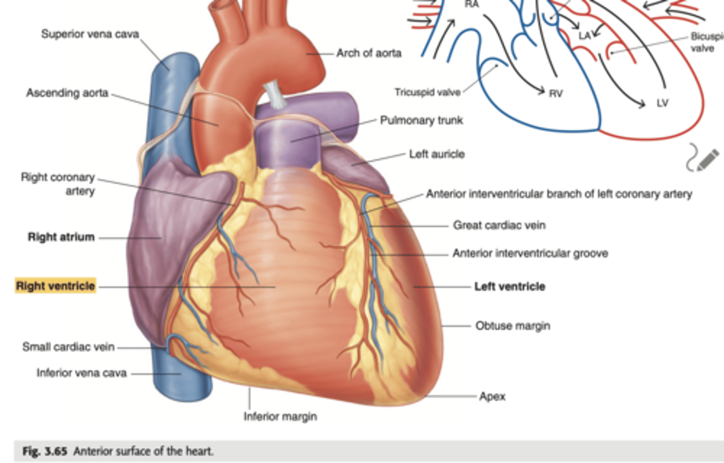 <p>Most of the anterior surface of the heart corresponds to the right ventricle. </p>