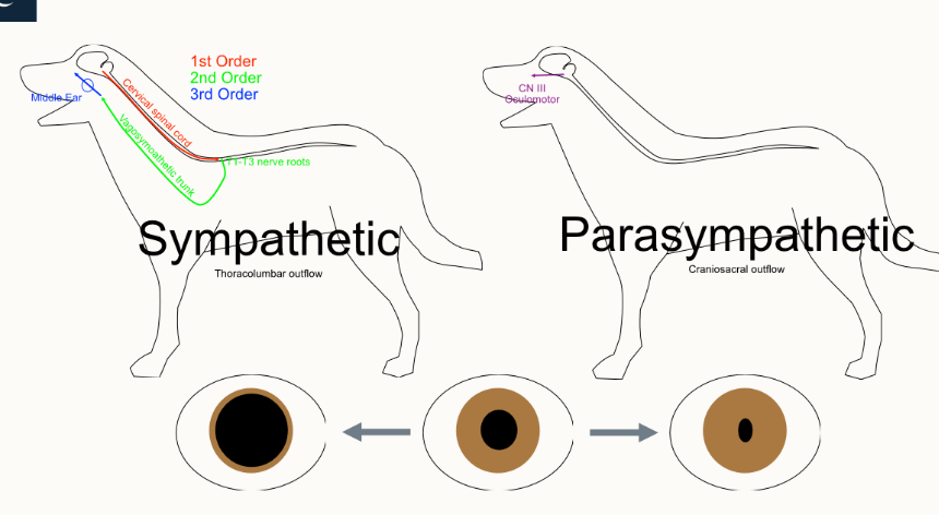 <ul><li><p>parasympathetic - craniosacral → constriction</p></li><li><p>sympathetic - thoracolumbar → dilation</p></li></ul><p></p>