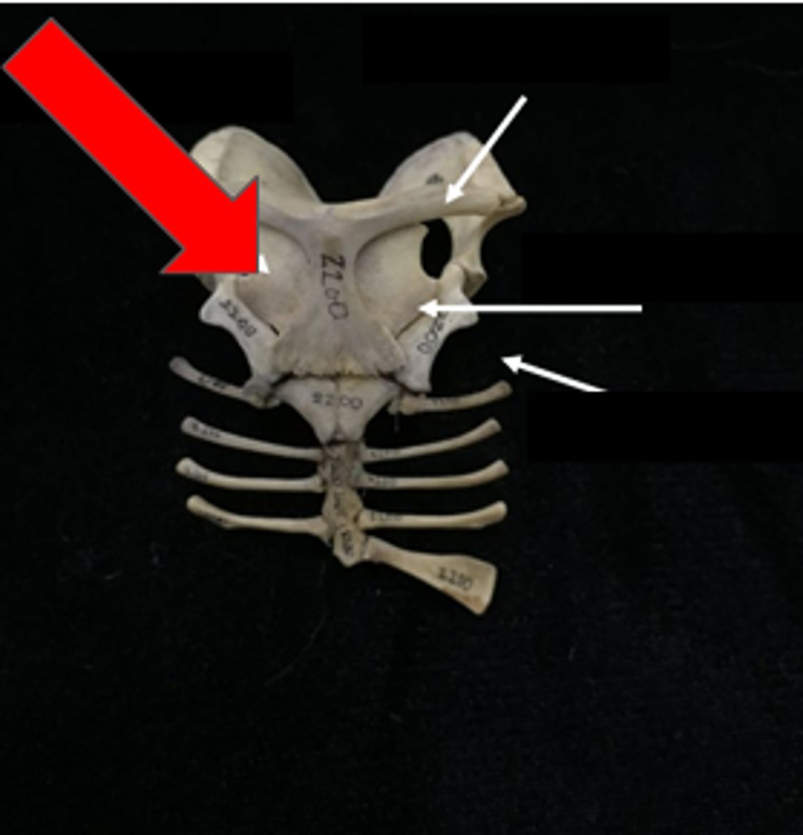 knowt flashcard image