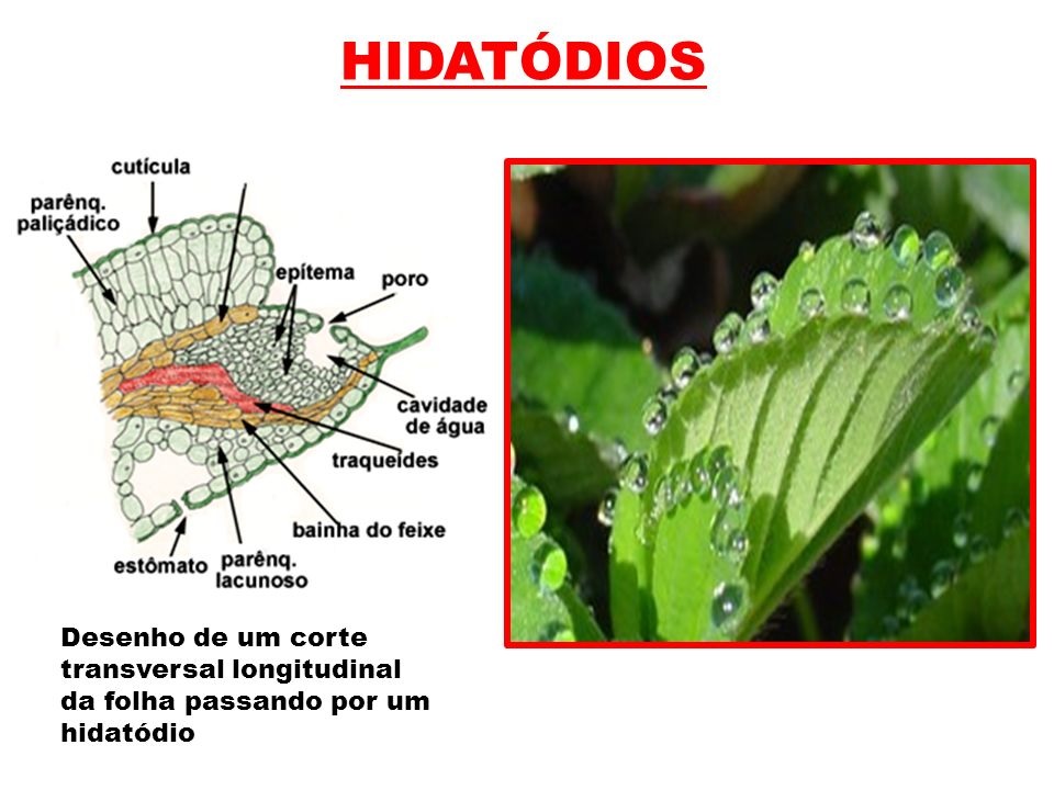 * epiderme das folhas
* eliminam o excesso de água na forma líquida
  * gutação
