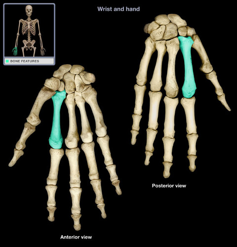 <p>longest of the metacarpals, but least mobile</p>