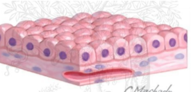 <p>What are the features and functions of simple cuboidal cells?</p>