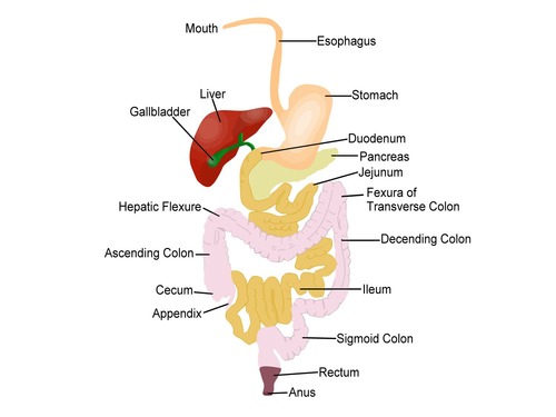 <p>Is a series of hollow organs joined in a long twisting tube from mouth to anus</p>