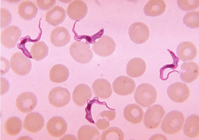 <p>What is this? What disease does it cause? What super group is it in?</p>