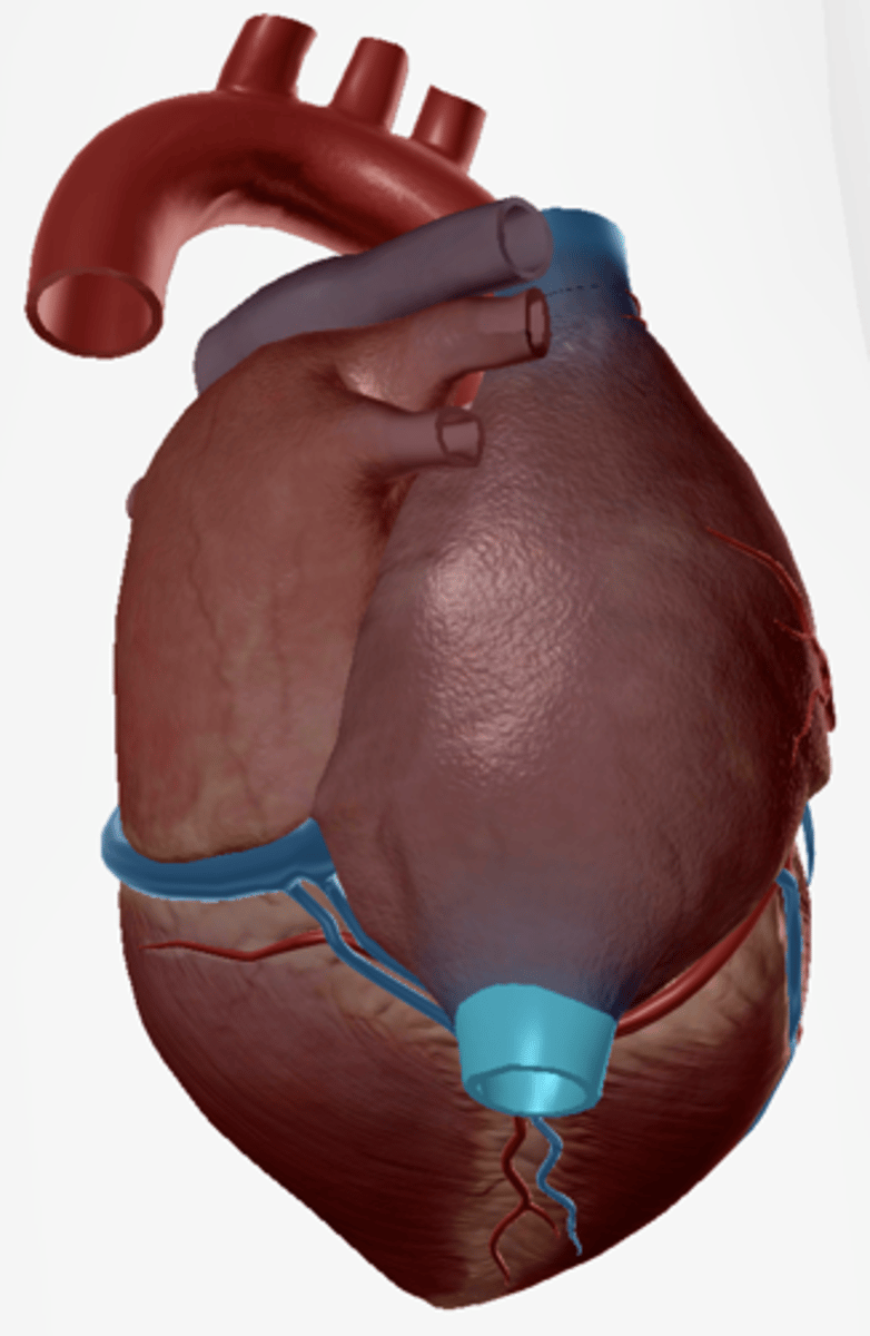 <p>receives blood from lower limbs and abdominal organs and empties into the posterior part of the right atrium of the heart</p>