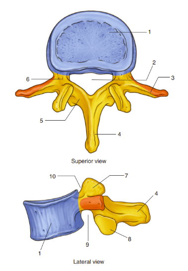 <p>Identify the following features of the vertebral column.</p>