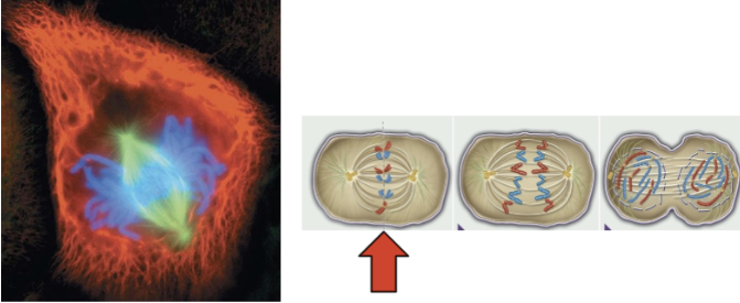 <ul><li><p>chromosomes are in the middle of the spindle</p></li><li><p>kinetochore of each chromatid is attached to the microtubule from the opposite pole</p></li><li><p>centrosomes at opposite poles</p></li></ul><p></p>