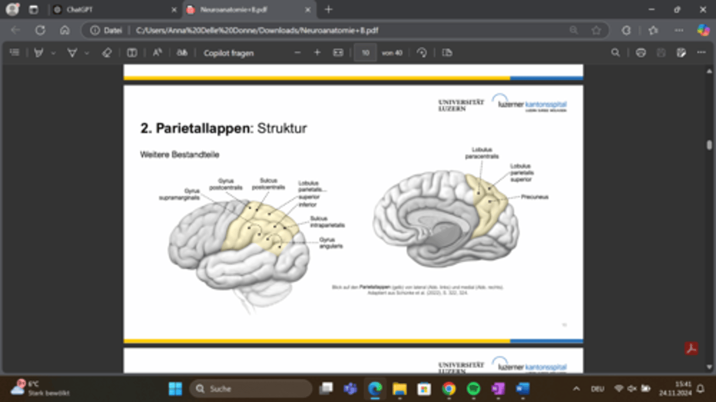<p>Gyrus supramarginalis, Gyrus postcentralis, Sulcus postcentralis, Lobulus parietalis superior und inferior, sulcus intraparietalis, gyrus angularis, lobus paracentralis, lobulus parietalis superioir, precuneus </p>