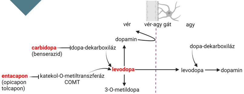 <p>A dopamin nem jut át a vér-agy gáton, “visszapattan”</p><p>A levodopa átjut és ott a dopa-dekarboxiláz hatására dopaminná alakul</p><p>A levodopát a vér oldalán is alakítja a dope-dekarboxiláz dopaminná → működése szelektíven gátolható</p><p>A levodopát a katekol-O-metiltranszferáz átalakíthatja 3-O-metildopává → működése gátolható</p>