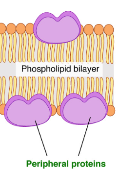 <ul><li><p>Loosely bound to the surface of the cell membrane</p></li><li><p>Do not interact with the hydrophobic core of the membrane</p></li><li><p>Outer Surface - They hold onto the surface of the membrane with ionic and H-bonds. Most are on the extracellular side of the membrane, but some are on the cytoplasm side as well.</p></li><li><p>Act as cell identity markers (antigens) or receptors</p></li><li><p>Inner Surface - Anchor points for microtubules or microfilaments</p></li></ul><p></p>