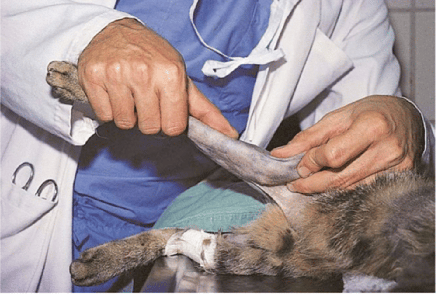 <p>the valgus stress test evaluates the ____ collateral ligament</p>