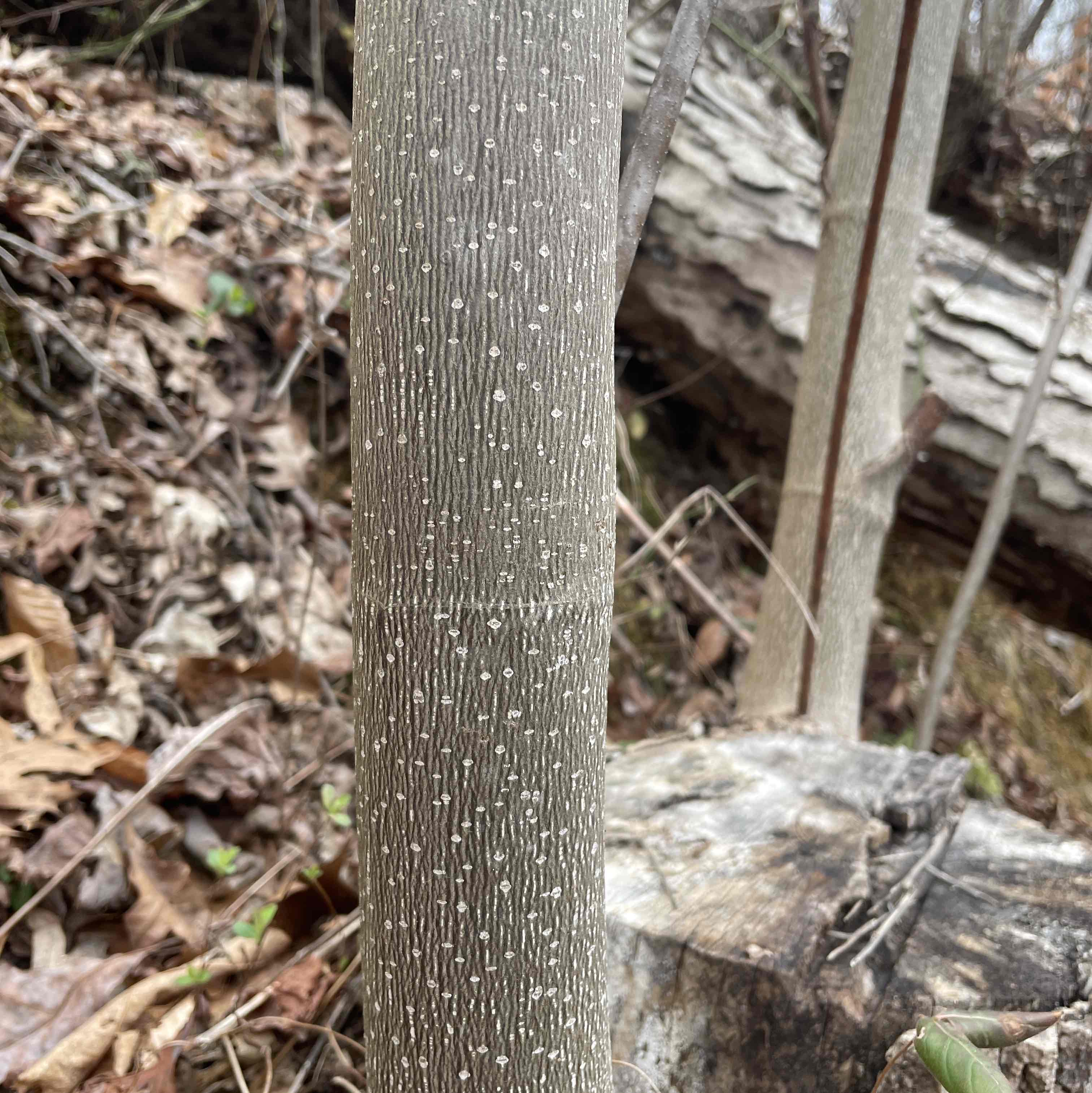 <p>Liriodendron tulipifera</p>