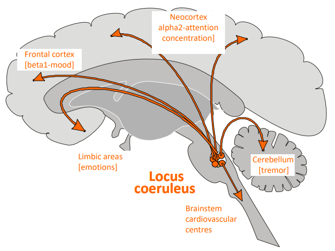 <ul><li><p class=""><strong>Locus coeruleus</strong>: Cell bodies of adrenergic neurones located in the pons; axons project to multiple brain areas.</p></li><li><p class=""><strong>Neocortex (α2 receptors)</strong>: Regulates attention, concentration, and cognitive function.</p></li><li><p class=""><strong>Frontal cortex (β1 receptors)</strong>: Regulates mood.</p></li><li><p class=""><strong>Limbic areas</strong>: Regulates emotions.</p></li><li><p class=""><strong>Cerebellum</strong>: Regulates tremor and movement coordination.</p></li><li><p class=""><strong>Brainstem (Cardiovascular centres)</strong>: Regulates cardiovascular functions.</p></li></ul><p class=""><strong>Associated neurological disorders</strong>:</p><ul><li><p class="">Affective disorders</p></li><li><p class="">Depression</p></li><li><p class="">Autonomic failure</p></li><li><p class="">Pain</p></li></ul><p></p>
