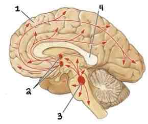 <p>Corpus Callosum</p>