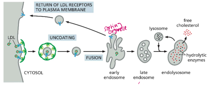 <p>Determine the lifecycle of an endosome in LDL endocytosis</p>