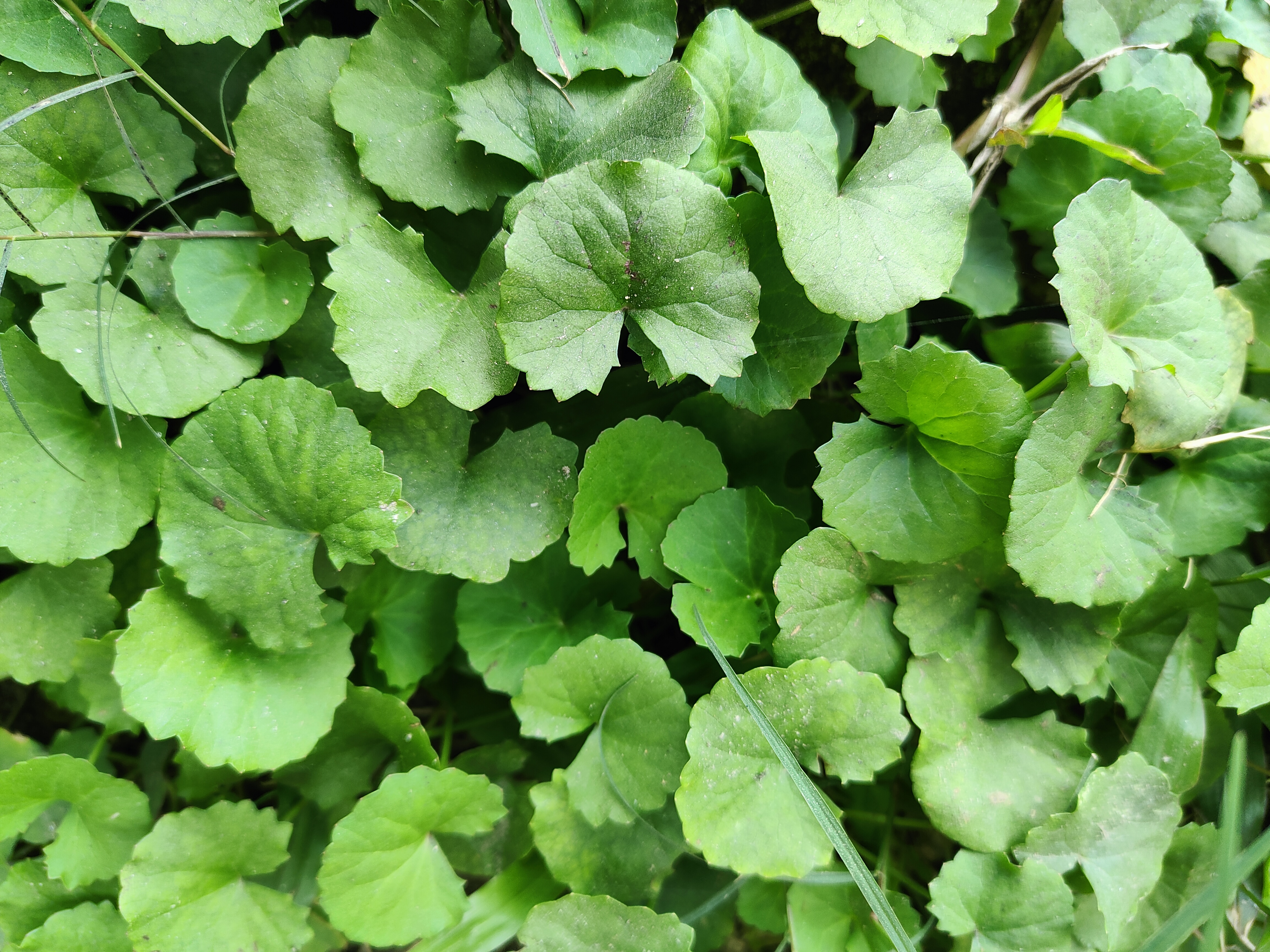 <ul><li><p>native, FACW</p></li><li><p>ground cover</p></li><li><p>spade shaped leaf</p></li></ul>