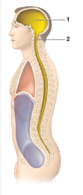 <p>Which cavity is image 1</p>