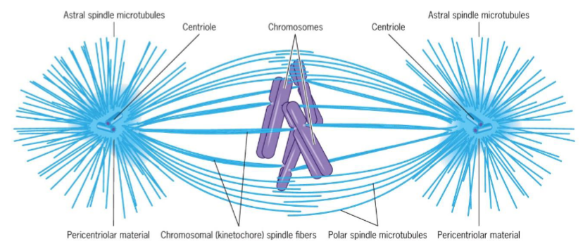 <ol><li><p><strong>Astral microtubules</strong> - radiate from centrosomes to regions outside spindle body, help position spindle apparatus and determine plane of cytokinesis</p></li><li><p><strong>Chromosomal spindle fibers</strong> - exert pulling force on kinetochores maintaining chromosome in equatorial plane</p></li><li><p><strong>Polar microtubules</strong> - maintain integrity of spindle</p></li></ol><p>chromosomes aligned at spindle equator on metaphase plate</p>