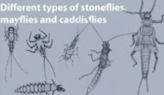 <p>Different types of stoneflies, mayflies and caddisflies</p>