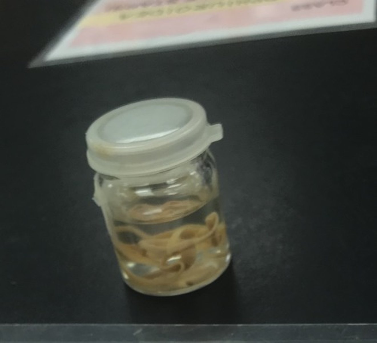 <p>For the following specimen(s), give the entire taxonomy and the name of the specimen(s)</p>