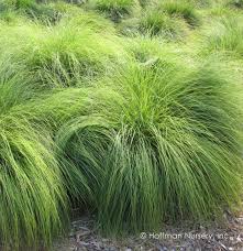 <p>A fine-textured, fountain-like grass with airy flower panicles and a fragrant scent.</p>