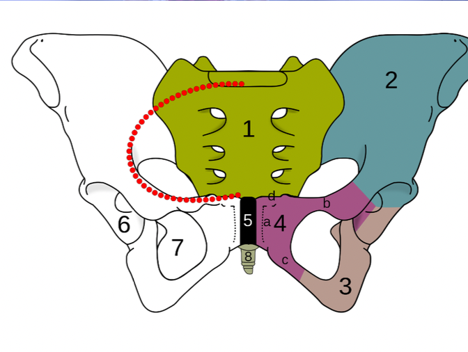 <p>Explain some key anatomical features of the pelvic girdle by labeling the following image</p>