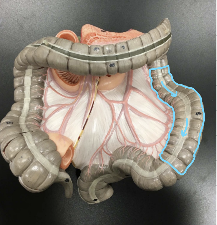 knowt flashcard image