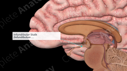 <ul><li><p><span style="color: yellow">stemlike stalk that connects the hypothalamus to the pituitary gland</span></p></li></ul><p></p>