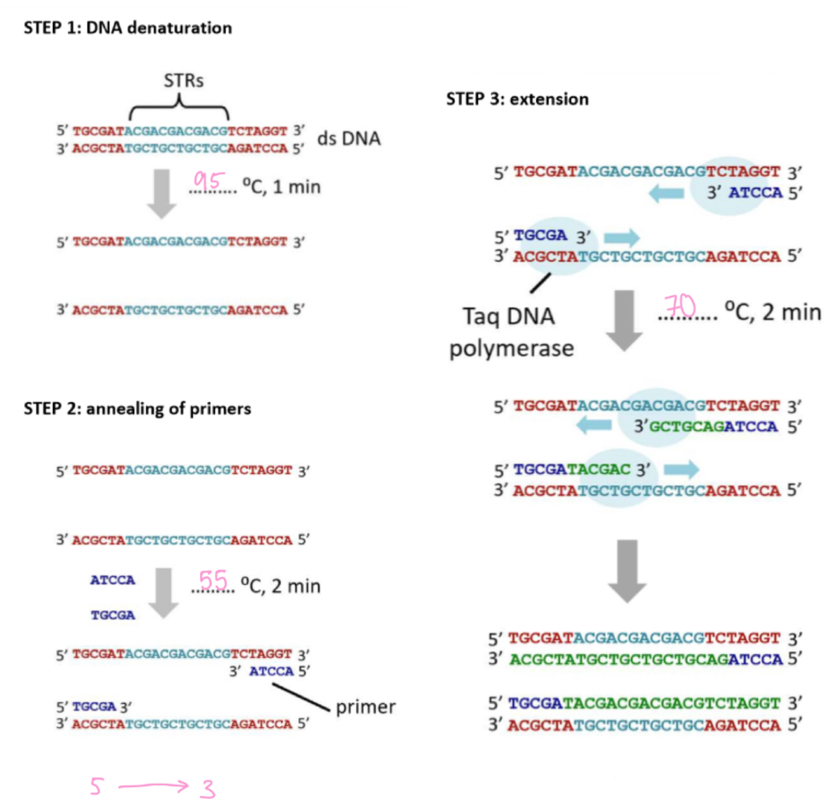 <p>Create DNA fragments</p><p>step 1: DNA denature</p><p>- DNA strands are separated, hydrogen bonds broken / 95°C</p><p>step 2: annealing of primers</p><p>- small primers attack at the start &amp; end of STP sequence via complementary base pairing / 55°C</p><p>step 3: extension</p><p>- Taq DNA polymerase synthesises complementary DNA strands (5' → 3') using free nucleotides / 70°C</p><p>step 4: amplification</p><p>- steps 1 to 3 are repeated 25-30 cycles, in every cycle more DNA is present to act as a template</p>