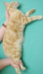 <p>cat restraint #2</p>