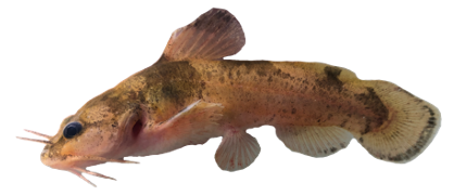 <p>overbite, more prominant spots</p>