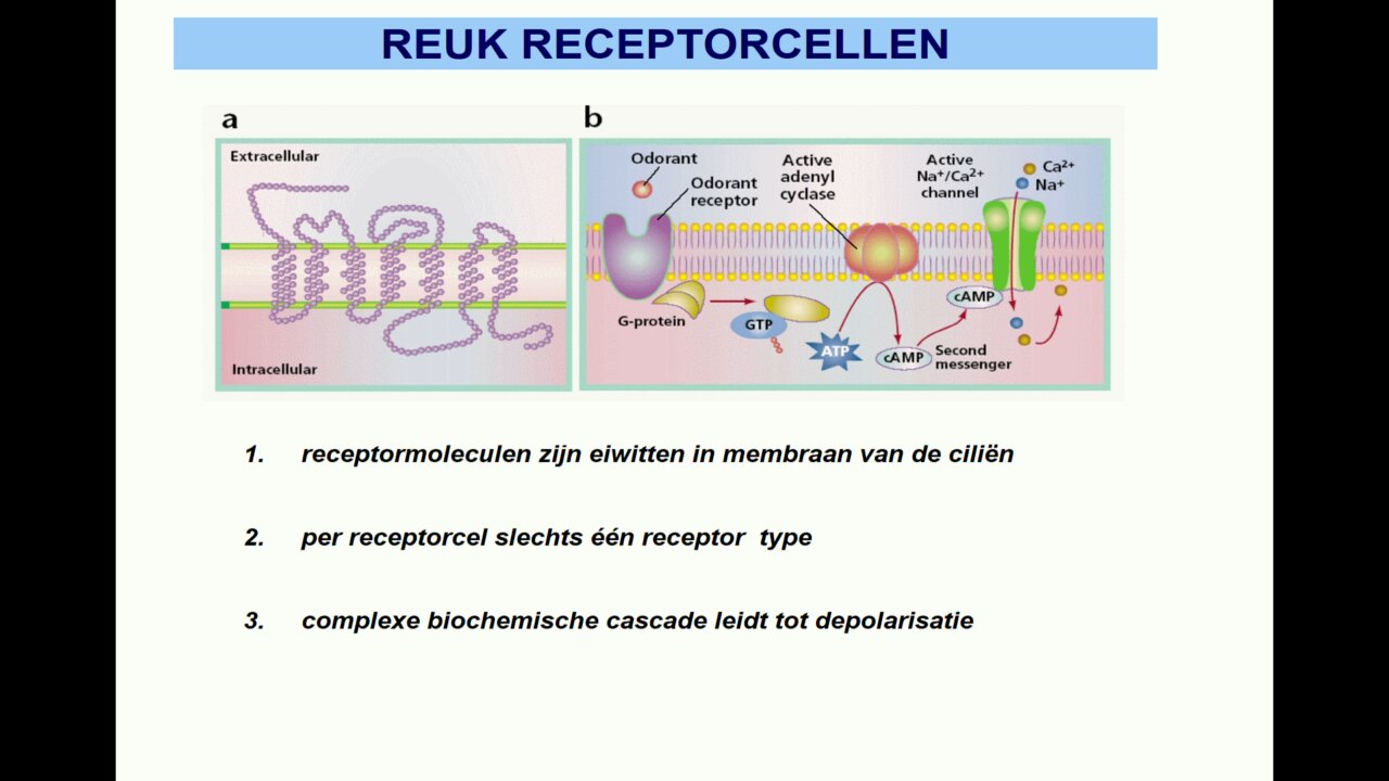 receptoren cellen zijn niet zeer specifiek. Elke geurstof activeert meerdere receptorcellen.