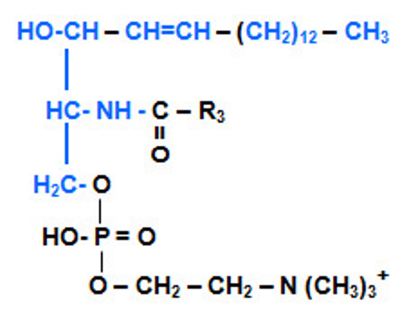 <p>made from adding phosphocholine to a ceramide</p>