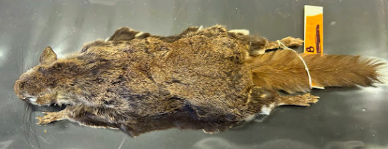 <p>Common Name?</p><p>Family?</p><p>Scientific name?</p>