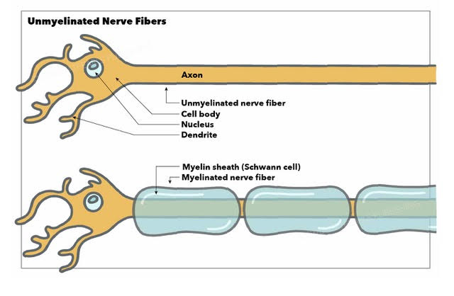 <p>Myelinated neurons have layers of myelin around their axons. <strong>Myelin sheaths</strong> are made of Schwann cells, and they don’t allow for movement of ions. </p><p>The gaps between the myelin sheath are known as <strong>nodes of Ranvier.</strong></p>