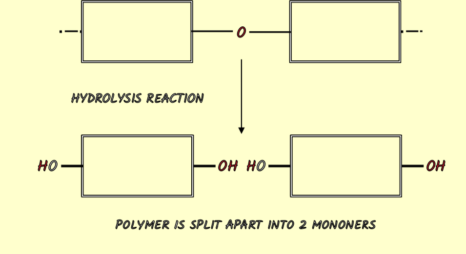 <ul><li><p><span style="color: red"><mark data-color="yellow" style="background-color: yellow; color: inherit">Splits </mark></span>a polymer into two monomers</p></li><li><p>A chemical bond is <span style="color: red"><mark data-color="yellow" style="background-color: yellow; color: inherit">broken</mark></span></p></li><li><p>A molecule of water is <span style="color: red"><mark data-color="yellow" style="background-color: yellow; color: inherit">required</mark></span></p></li></ul>