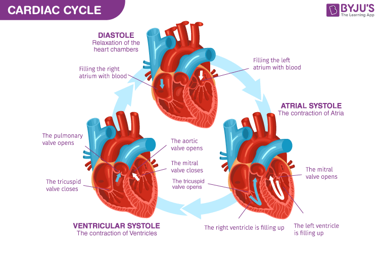 <p>During diastole, the right atrium and left atrium fill with blood because there is low pressure. </p><p>An action potential from the sinoatrial node causes the atria to enter systole. As the atria contract, pressure increases, which forces all the blood into the ventricles. </p><p>An action potential from the atrioventricular node causes the ventricles to enter systole. Therefore, the ventricles contract, which increases the pressure in the ventricles. As a result, the atrioventricular valves close (because pressure is higher in the ventricles than in the atria) The high blood pressure in the ventricles increase until the semilunar valve open, and blood moves into the aorta OR until the pulmonary valve opens and blood moves through it. </p><p>After, the ventricles enter diastole and pressure in the ventricles decrease. The pressure in the aorta becomes greater than in the ventricles, so the semilunar valve closes. </p><p>When the pressure in the ventricle is less than the pressure in the atria, the atrioventricular valves open. </p>