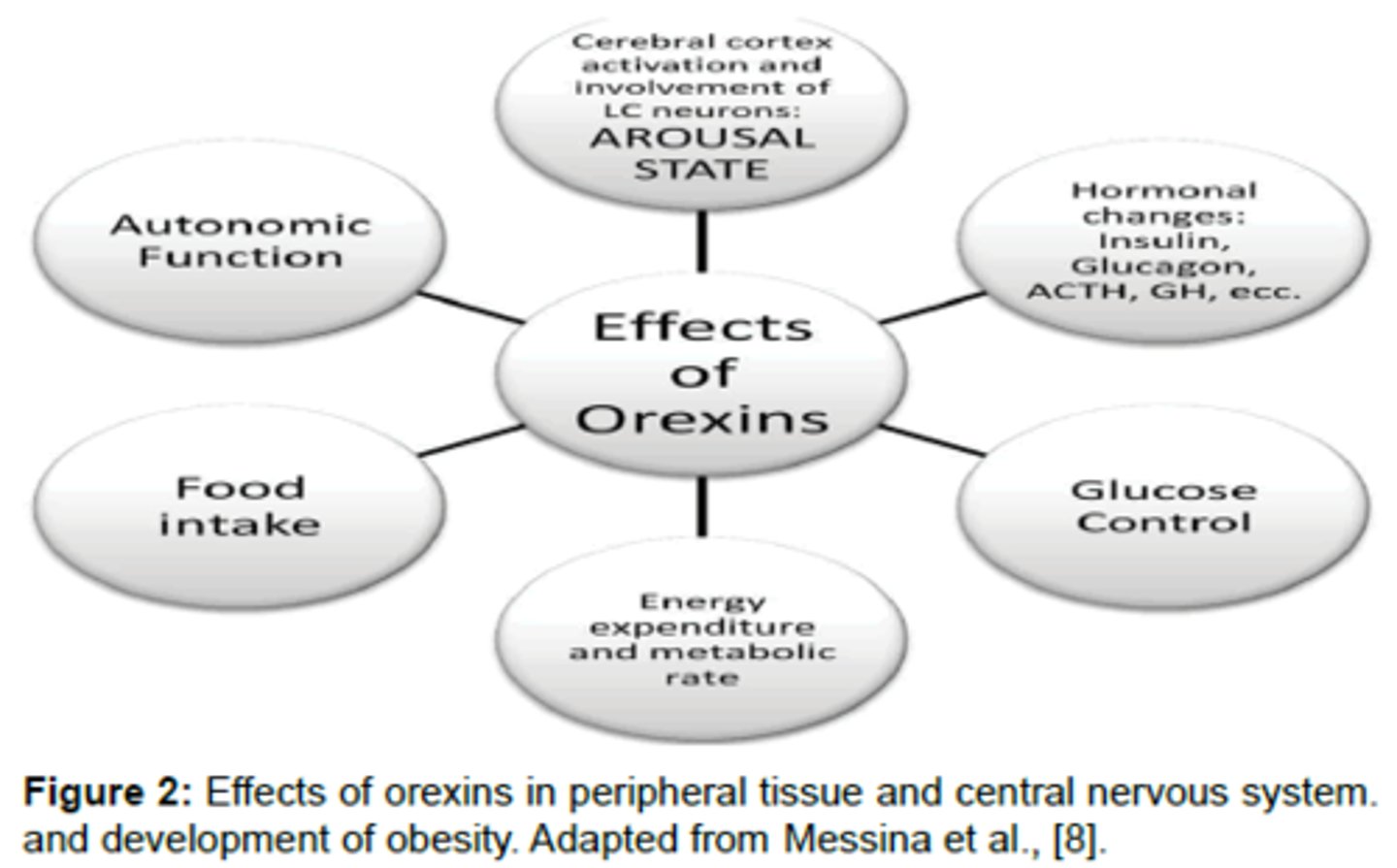 <p>(C) I and II only</p><p>Orexin increases Appetite and influences Awareness and the Sleep-Wake Cycle.</p>