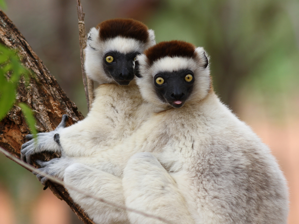 <p><em>Propithecus </em>(“sifaka”)</p>