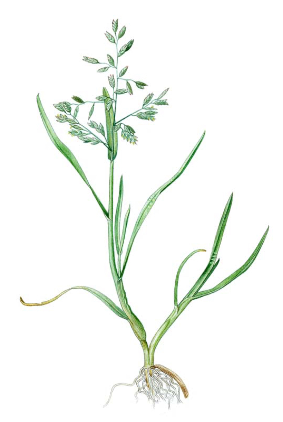 <p>Lipnice roční - lipnicovité </p>