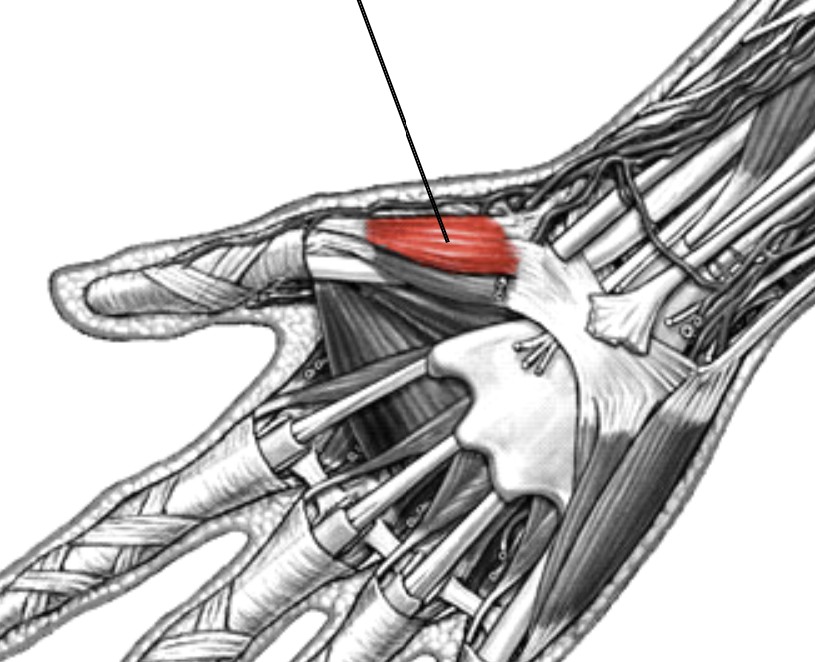 <p>Which muscle of the fingers is:</p><ul><li><p>Located on first metacarpal, superficial to opponens pollicis</p></li><li><p>Action: abducts thumb</p></li><li><p>Nerve: radial</p></li></ul><p></p>
