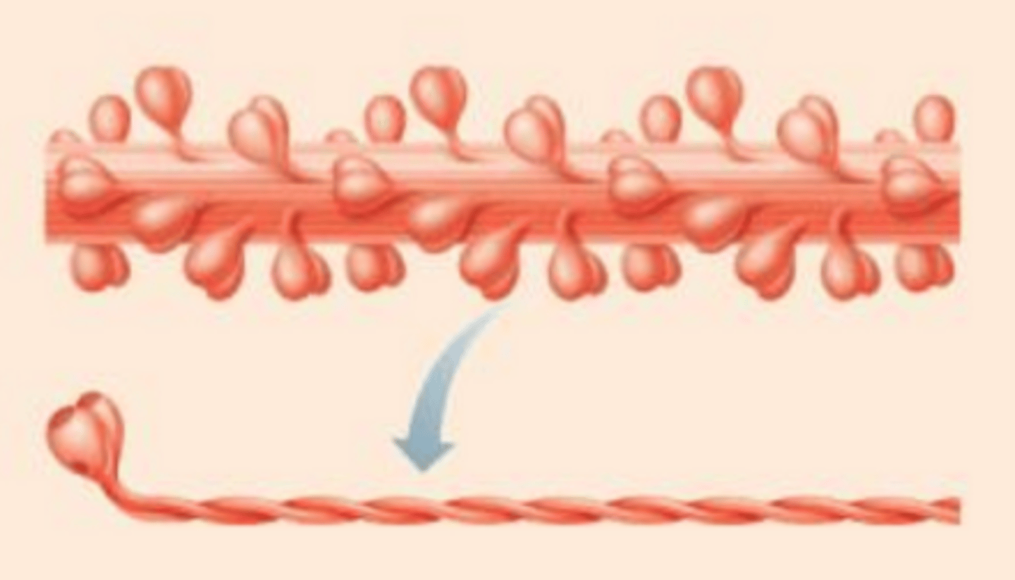 <p>A thick contractile protein found in muscles that interacts with actin to produce muscle movement</p>