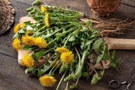 <p><span>&nbsp;Perennial weed with toothed leaves, yellow flowers, and puffball seed heads.</span></p>