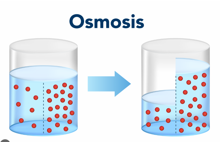 <ul><li><p><span>Diffusion of water from <strong>high concentration of water </strong>(low amount of solute)<strong> </strong>to <strong>low concentration of water </strong>(high amount of solute).</span></p></li><li><p><span>Water will move to the more concentrated side (more solute) to balance it out.</span></p></li><li><p><span>Across a semipermeable membrane&nbsp;</span></p></li><li><p><span>Water will always chase the hypertonic side (high amount of solute)&nbsp;</span></p></li></ul><p></p>