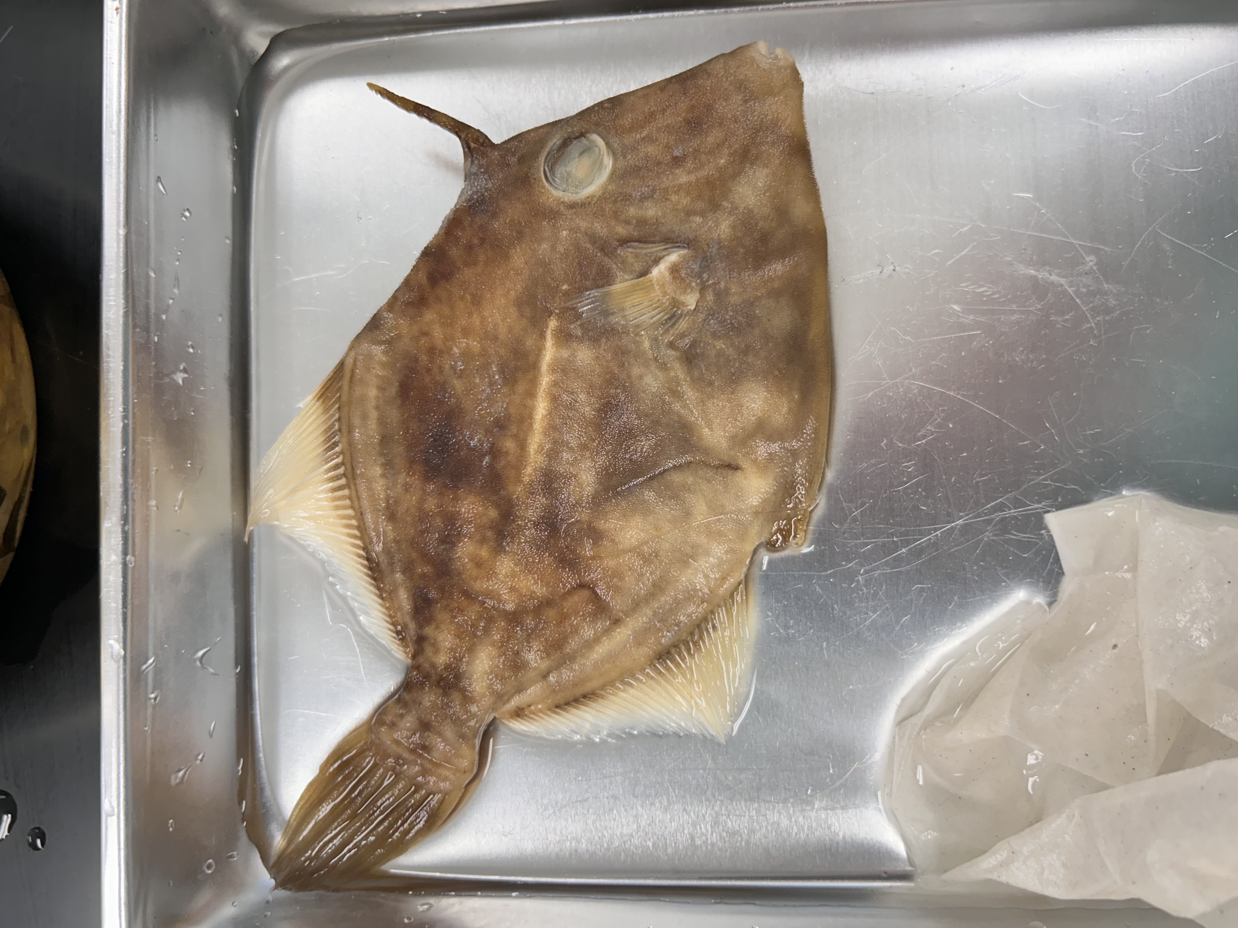 <p>planehead filefish</p>