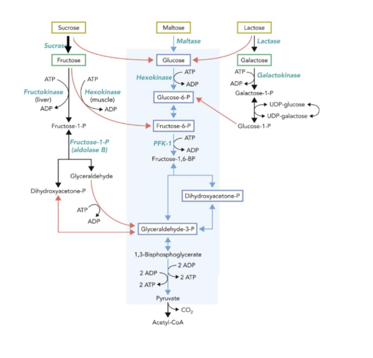 <ul><li><p>Fructose</p><ul><li><p>Fructose 1-phosphate pathway (liver)</p></li><li><p>Phosphorylated into hexokinase (adipose tissue)</p></li></ul></li></ul><p>The creation of GAP and DHAP through the fructose 1- phosphate pathway allows it to enter into the glycolysis pathway in the liver </p><p>Fructose in adipose tissue can enter glycolysis at Fructose-6P step</p>