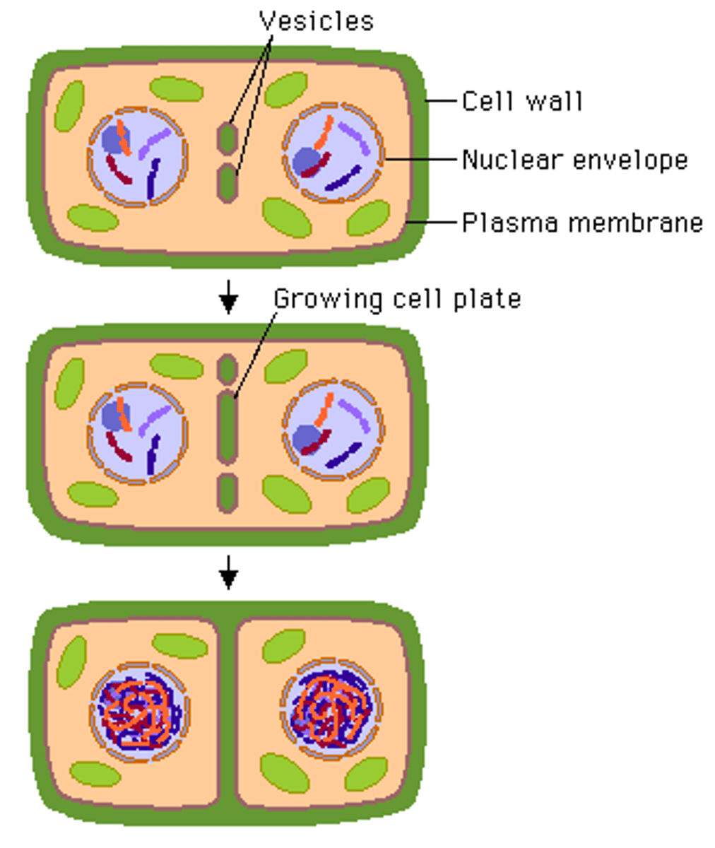 <p>1. Golgi buds off viscose that move toward the cell equator</p><p>2. The vesicles fuse together to create a disc shaped structure called the "cell plate". The cell plate extends until it reaches and fuses with the sides of the parent cell, thereby completely separating the 2 new daughter cells</p><p>3. Both daughter cells then release cellulose by exocytosis into the space between the 2 membranes. The cellulose builds the cell wall of each daughter cell.</p>