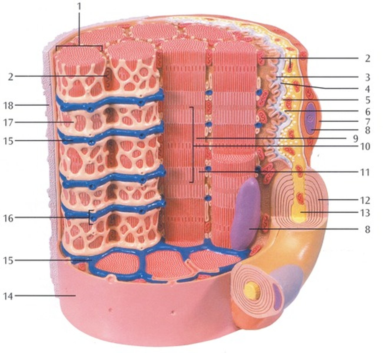 <p>semipermeable membrane that separates the cell from the extracellular environment</p><p>(number 14 in the image)</p>