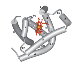 <p>Made up of 153 amino acids</p><p>8 helices (A-H)</p><p>The ability of myoglobin to bind oxygen depends on the presence of a haem group</p><p>It is a globular protein</p>