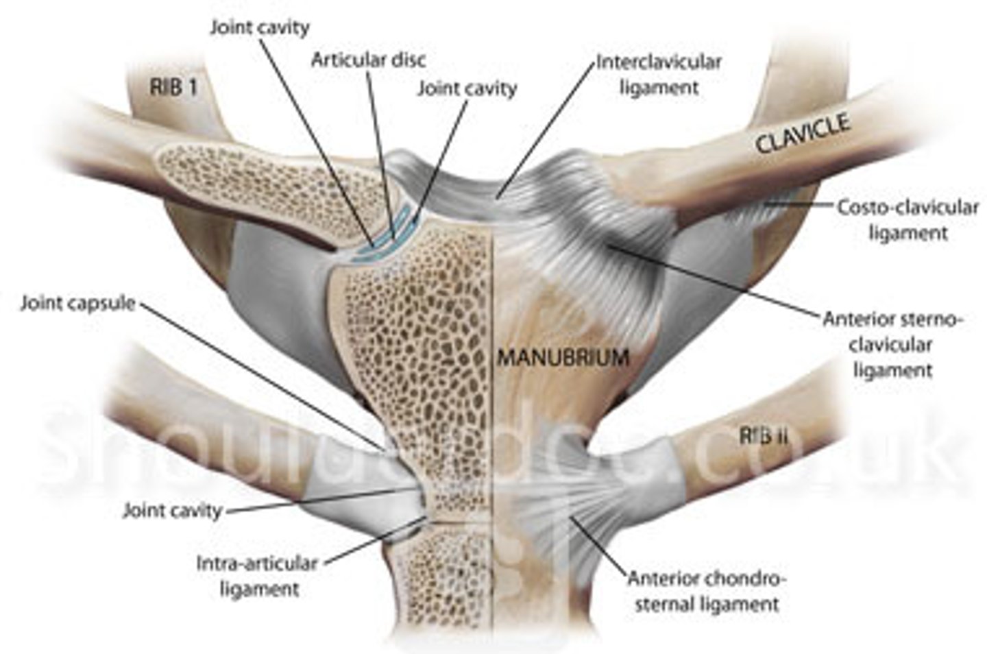 <p>interarticular disc of sc joint</p>